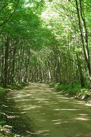 03_logging_road