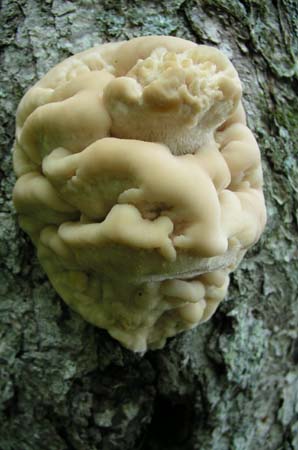 10_fungus_face