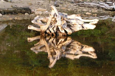 13_driftwood