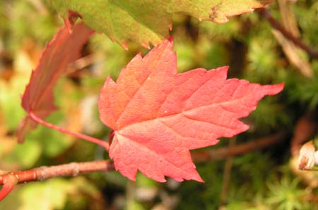 16_redleaf