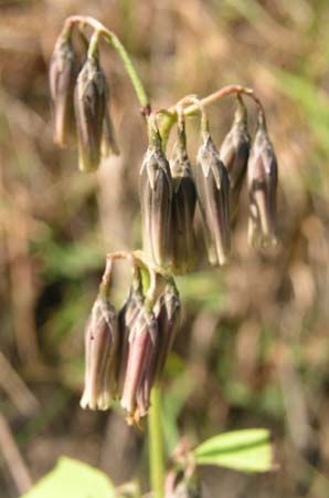 18_small_flowers