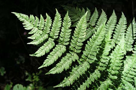 20_fern