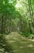 03_logging_road