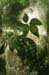 09_leaf_shadow