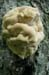 10_fungus_face