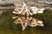 13_driftwood