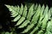 20_fern