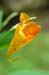22_small_flower