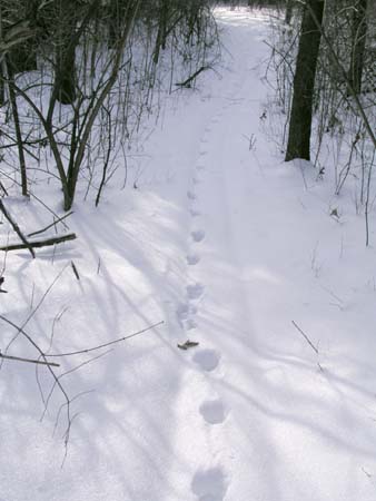 01_bunny_tracks