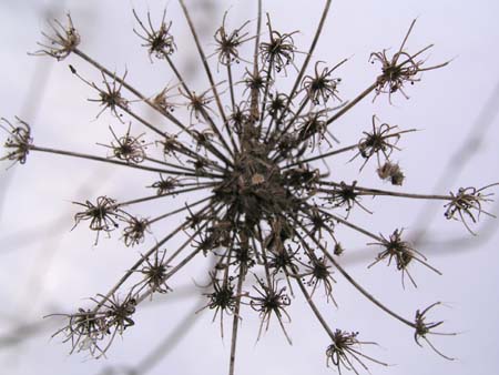 04_queen_annes_lace