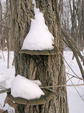 06_snow_shelves