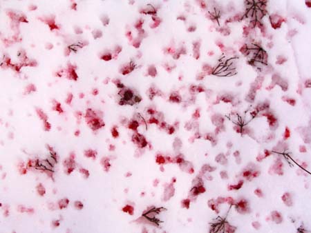10_eatern_berries