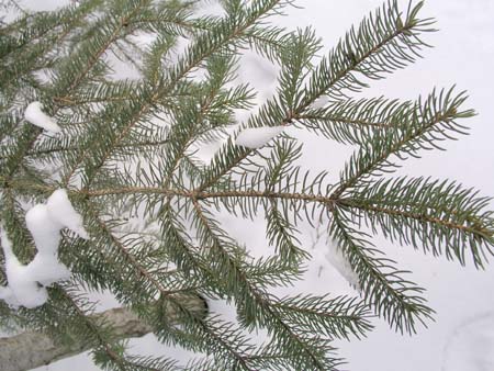 12_snow_branches