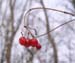 09_winterberries
