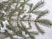 12_snow_branches