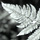Fern