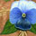 Pansy and Pumpkins
