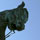Warhorse