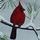 Winter Birds